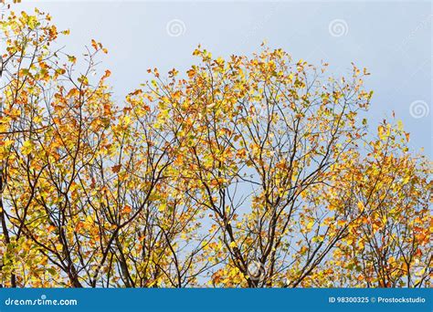 Autumn Forest Trees Blurred Background Stock Image - Image of gold, colorful: 98300325