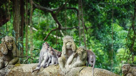 Ubud Monkey Forest - Park Review | Condé Nast Traveler