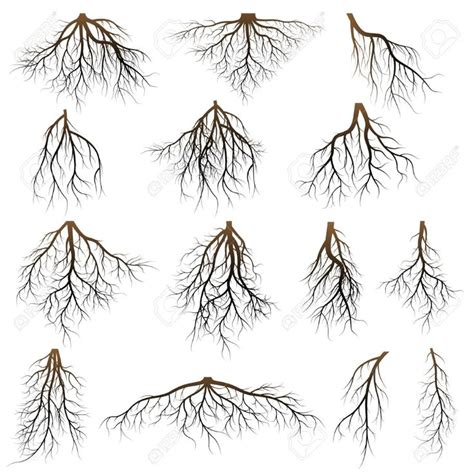 Set Of Tree Roots. Roots Silhouette Vector Illustration. Royalty Free ...