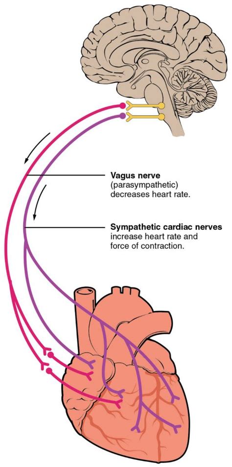 Take the Guesswork out of Recovery. Check Your Heart Rate Variability - Ali Fitness