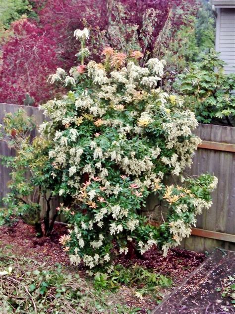 Pruning a Pieris: From Sloppy Shrub to Manicured Evergreen