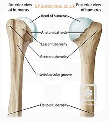 Mid Term For Anatomy Flashcards | Quizlet