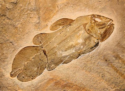 Coelacanth - Living Fossil | Science Fun