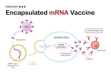 What happens when the COVID-19 vaccines enter the body – a road map for kids and grown-ups ...