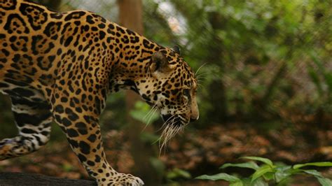 jungle, Animals, Feline, Jaguars Wallpapers HD / Desktop and Mobile Backgrounds