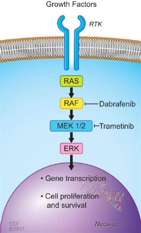 Dabrafenib Plus Trametinib Approved for Melanoma, Thyroid Cancer - NCI