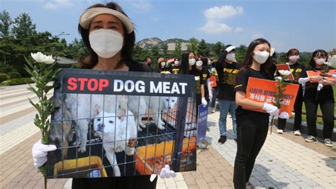 Dog meat ban: S. Korea to launch task force | CTV News