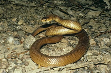 Eastern Brown Snake - Queensland Museum