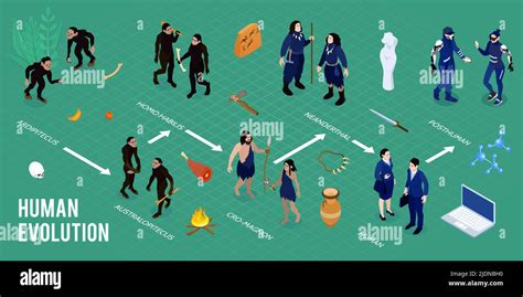 Human evolution isometric infographics layout with images of homo habilis ardipithecus cro ...