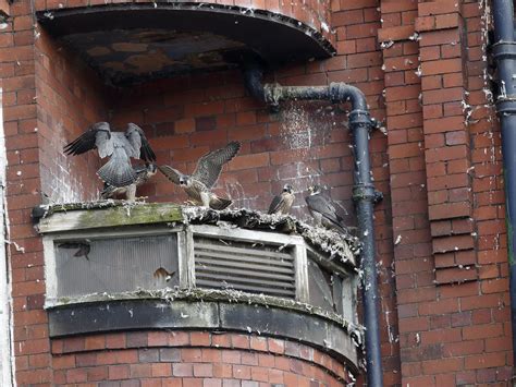 Peregrine Falcon Nesting: A Complete Guide | Birdfact