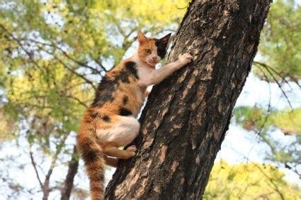 Why your cat needs to climb | Cat development