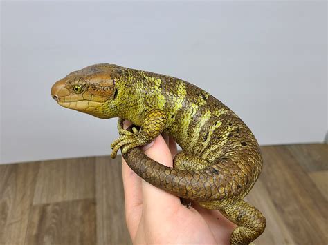 Monkey Tail Skink Monkey-Tailed Skink by Good Guy Reptile Family - MorphMarket