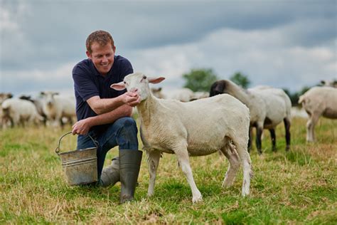 Man and Sheep – free photo on Barnimages