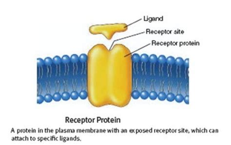 Lesson 7: Membrane Receptors Flashcards | Quizlet