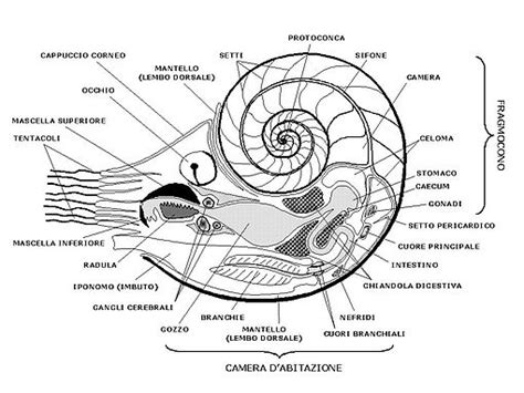 Nautiloid. La taxonomie, le général, les formes actuelles, Anatomie