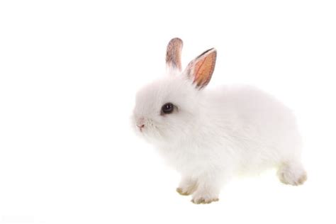 Baby White Rabbit Pictures