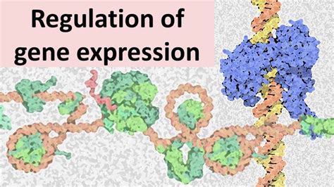 Eukaryotic gene expression regulation: concept of chromatin | Gene expression, Regulation of ...