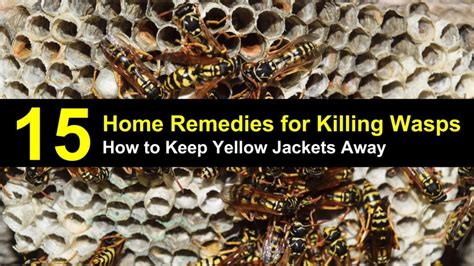 How to Keep Yellow Jackets Away from Your Home - 15 Home Remedies for Killing Wasps