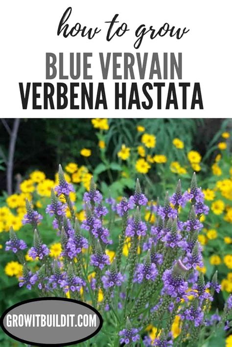 How to Grow Blue Vervain Verbena Hastata – GrowIt BuildIT