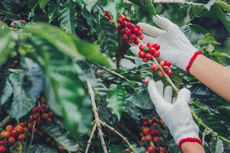 Coffee tree with coffee beans on coffee plantation,How to harvest coffee beans. worker Harvest ...