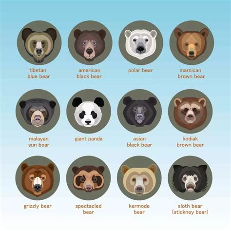 11 Types of Bears From Around the World | Bear species, Sloth bear ...