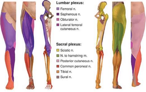 Anatomy of the Lumbar and Sacral Plexus | Anesthesia Key