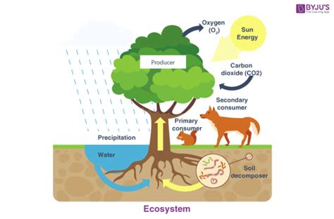 Ecosystem - Components of Ecosystem | Biotic & Abiotic Components