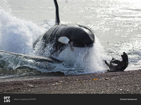 Killer whale beaching itself to try to catch a seal stock photo - OFFSET