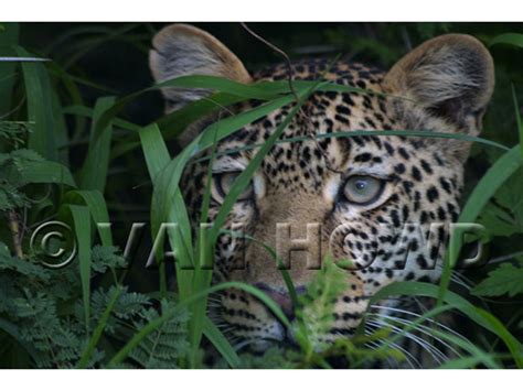 Leopard Eyes | Douglas Van Howd Studios