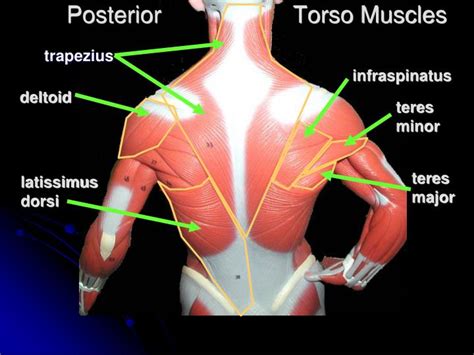 PPT - Torso Muscles PowerPoint Presentation - ID:2965325