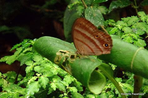 Mindo Full Day Adventure, Ecuador - Gulliver Expeditions Expeditions