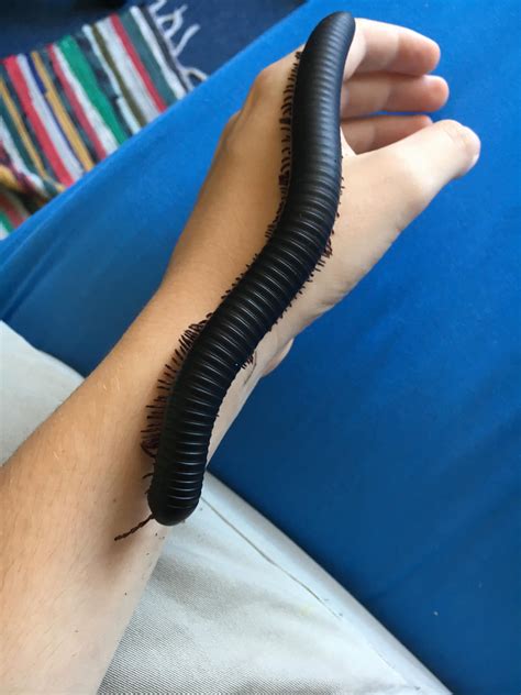 My giant African millipede : r/awwnverts