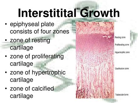 PPT - OSSEOUS TISSUE PowerPoint Presentation, free download - ID:2754334