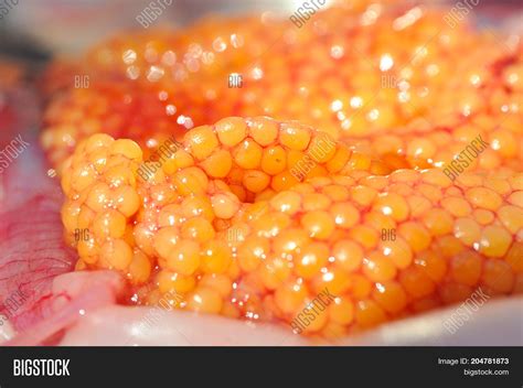 Fresh Caviar Fish Eggs Image & Photo (Free Trial) | Bigstock