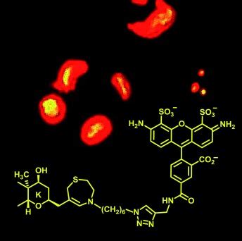 Brevetoxin, the Dinoflagellate Neurotoxin, Localizes to Thylakoid ...