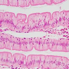 Histology Final Flashcards | Quizlet