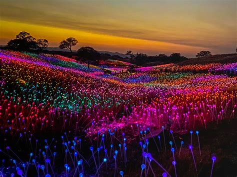 Bruce Munro: Field Of Lights at Sensorio, Paso Robles | The Y Tribe