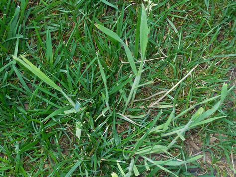 Is this rye grass? - Ask Extension