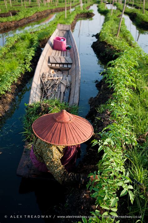 Floating gardens | Working in the floating gardens on Inle l… | Alex ...