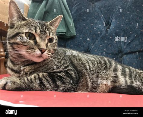 Portrait of beautiful indoor companion pet female tabby cat with prominent stripes and gorgeous ...