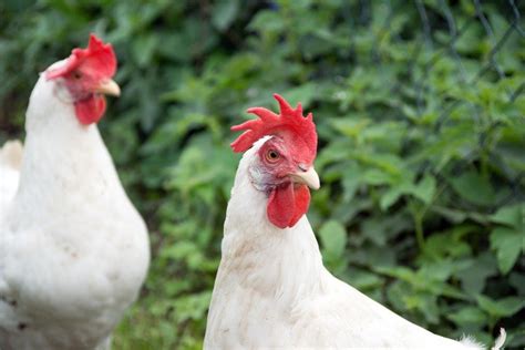 White Leghorn Chickens For Sale | Chickens For Backyards