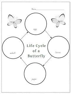 Studying Insects with Pre-K and Kindergarteners & a freebie! | Life ...