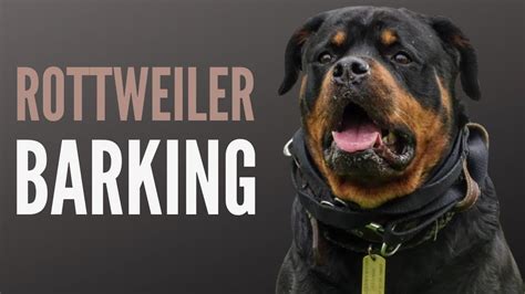 HUGE Rottweiler Barking Sound Effect (60 Min) - YouTube