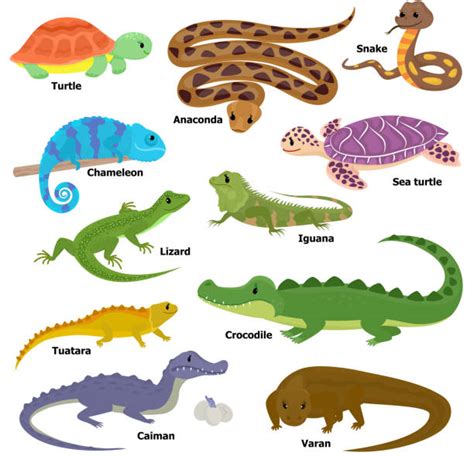 Lizard Illustrations, Royalty-Free Vector Graphics & Clip Art - iStock