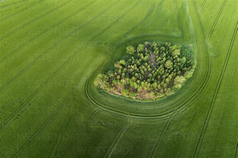 Germany, Thuringia, Aerial view of small grove in green countryside field – Stockphoto