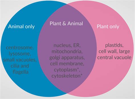 Differences Between Plant And Animal Cells