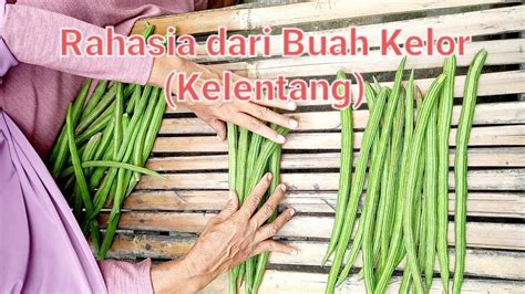 Buah Kelor dan Daun Kelor | Kaya Khasiat - YouTube