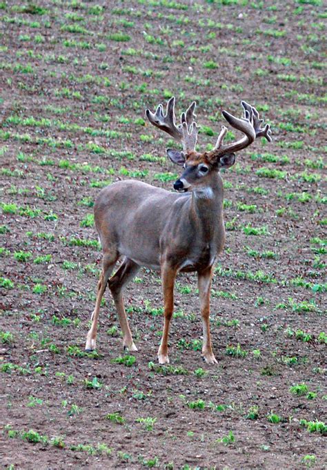 Planting For Maximum Food Plot Attraction | Mossy Oak Gamekeeper