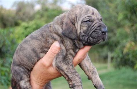 Fila Brasileiro (Brazilian Mastiff) Info, Temperament, Puppies, Pictures