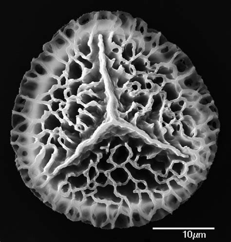 Lycopodium clavatum (Lycopodiaceae) image 15710 at PlantSystematics.org